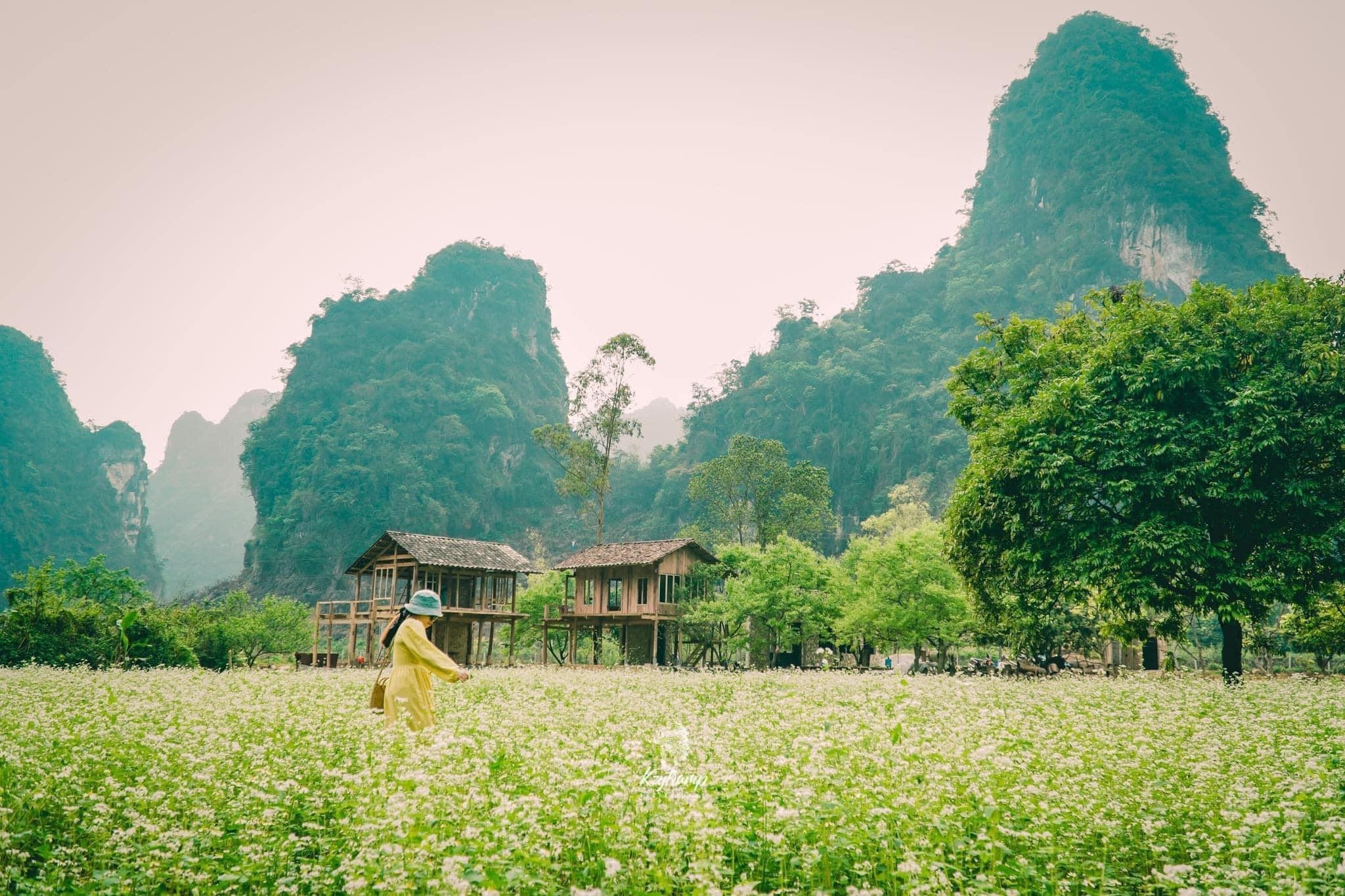 Người phụ nữ Hà Nội về thung lũng xây nhà, thu hoạch 2 tấn hồng mỗi năm - 9