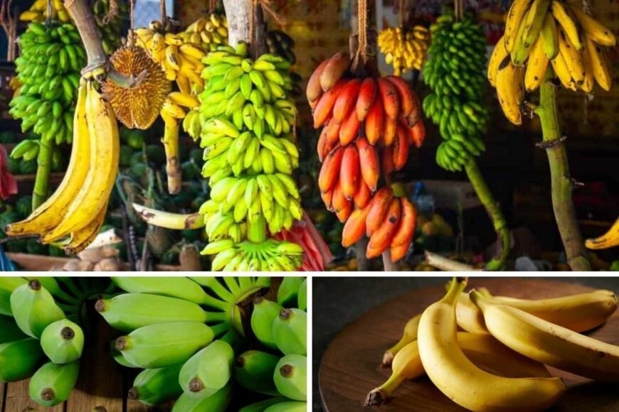 Ngày nào cũng ăn chuối có sao không? - 2