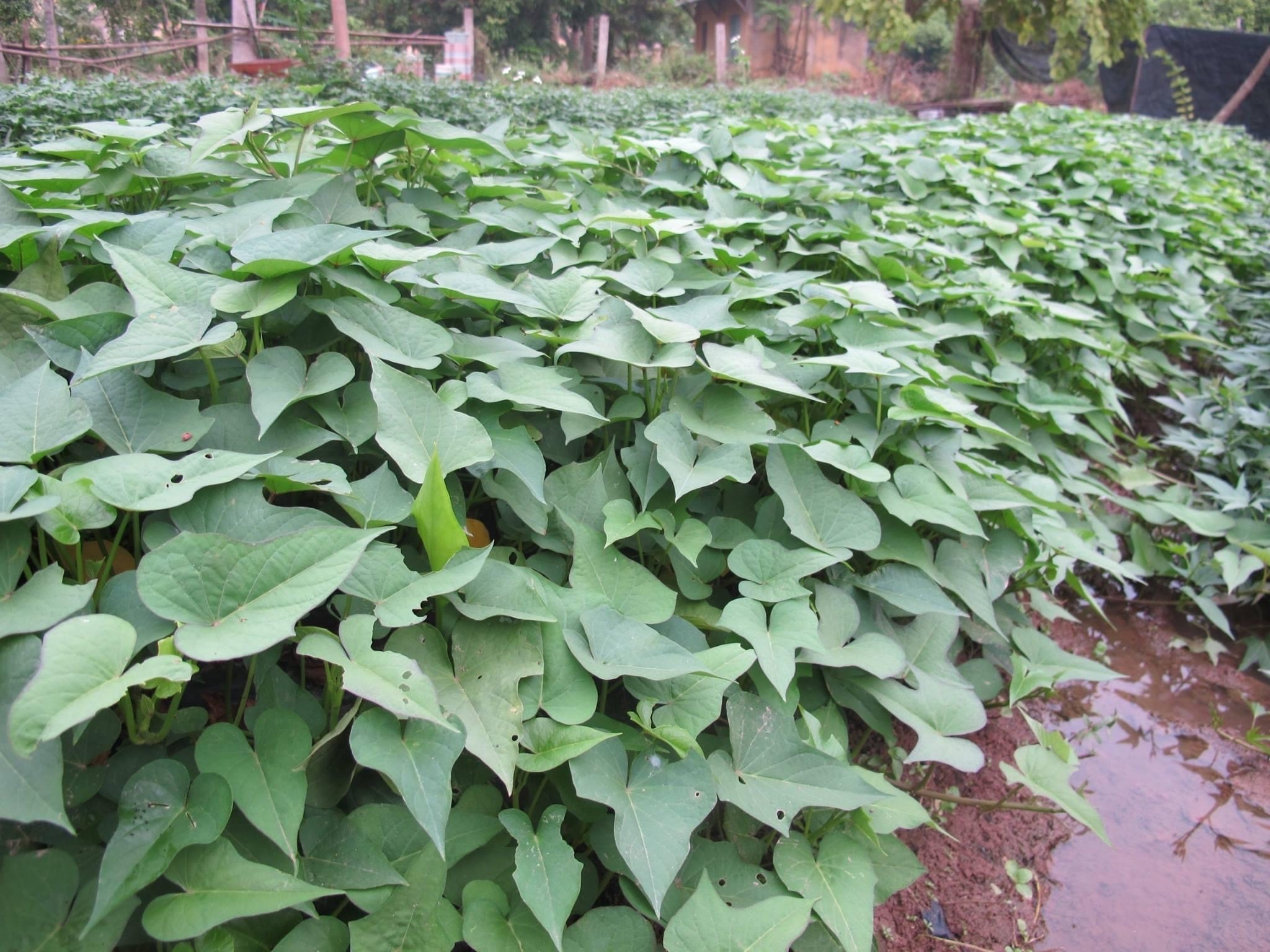 Loại rau thường bị vứt bỏ lại sở hữu đặc tính chống ung thư mạnh mẽ - 1